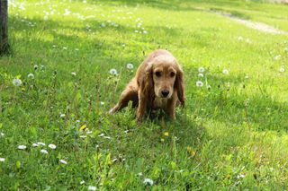 En hund som kissar ofta och lite kan vara ett tecken på urinsten.