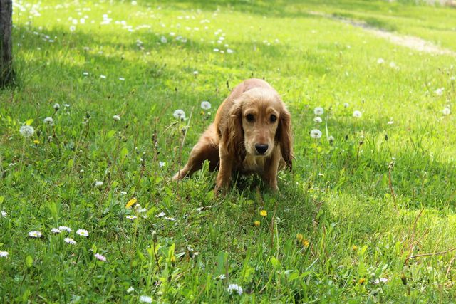 En hund som kissar ofta och lite kan vara ett tecken på urinsten.