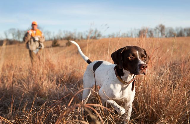 Hund bei der Jagd
