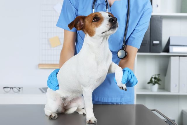 Hund beim Tierarzt.