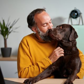 Mann mit gelbem Pullover küsst braunen Labrador
