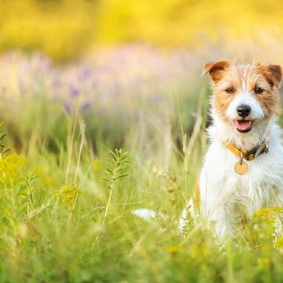 Ein Hund sitzt im Gras.