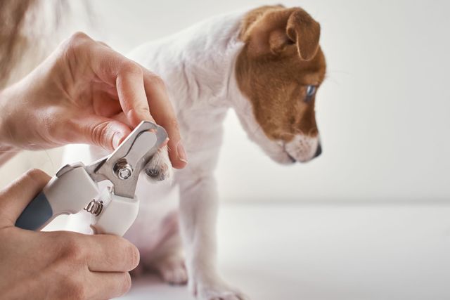Dem Hund werden die Krallen geschnitten.
