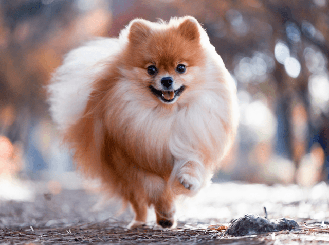 Pomeranian, der heranläuft