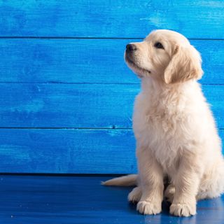 Ein Welpe sitzt vor einer blauen Wand.