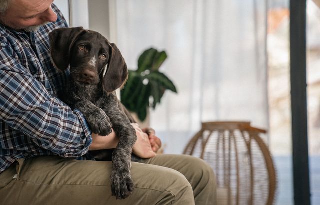 Eine Person hält einen Hund auf ihrem Schoß