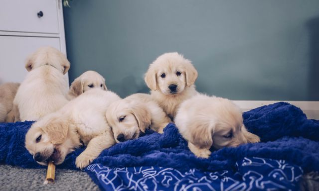 Golden Retriever Welpen kuscheln auf einer Decke.