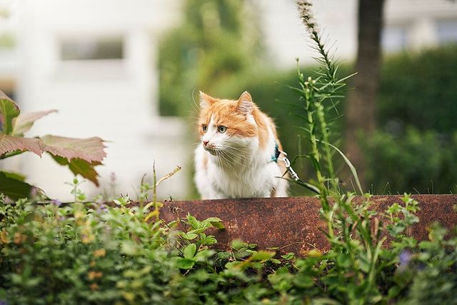 Frau bürstet Katze an der Brust