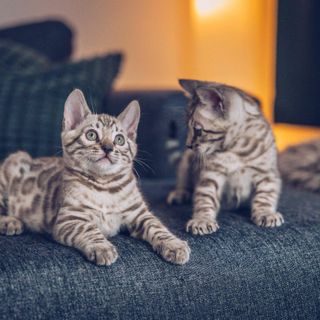 Kitten auf dem Sofa