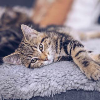 Katze liegt auf einer Decke.