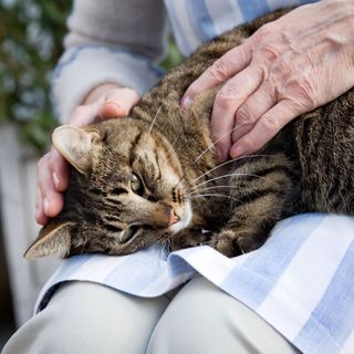 Frau streichelt Katze auf ihrem Schoß.