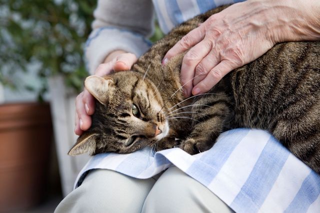 Ältere Katzen leiden oft an Gelenkerkrankungen wie Arthrose.