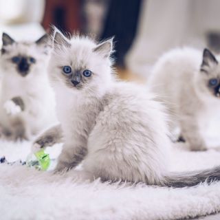 Kitten sitzen auf dem Teppich.
