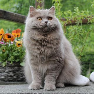 Britisch Langhaar sitzt auf der Terrasse.