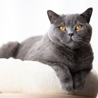 Brittiskt korthår ligger på soffa.