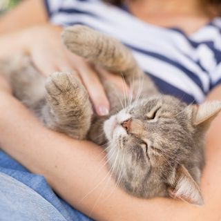 Katze schmust im Arm einer Frau