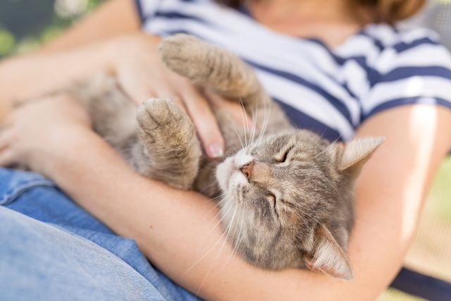 Katze wird von Frauchen gekrault