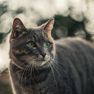 Katze im Grünen.