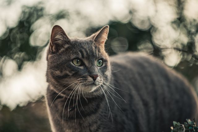 Eine graue, getigerte katze mit grünen augen