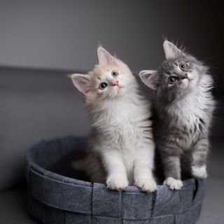 Kitten schauen aufmerksam nach oben.