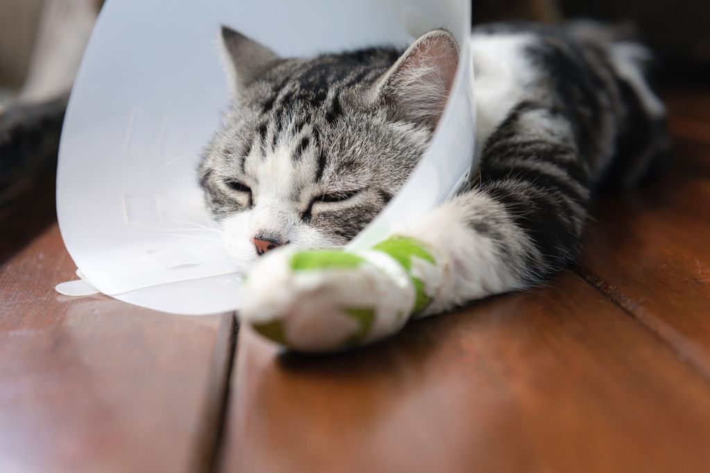Katze nach Operation mit Halskragen