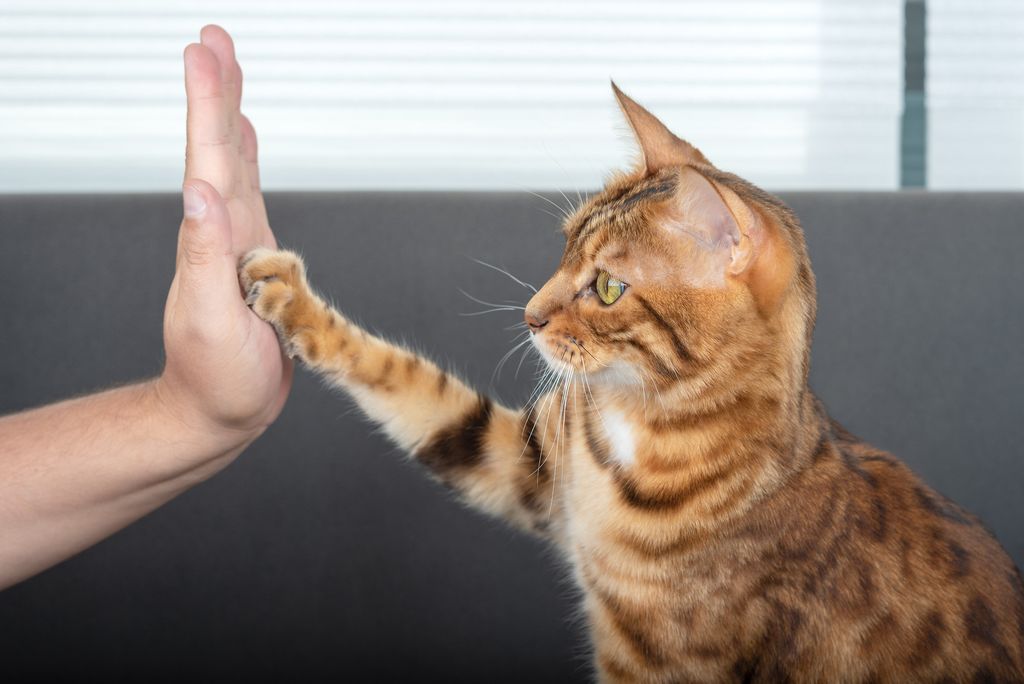 Katze gibt "high five"