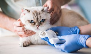 Katze mit Fußverband