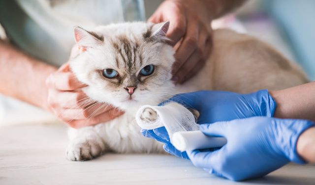 Katze bekommt vom Tierarzt einen Verband um die Pfote.