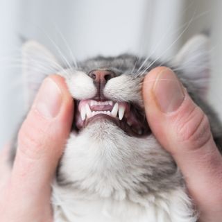 Katze wird an den Zähnen begutachtet.