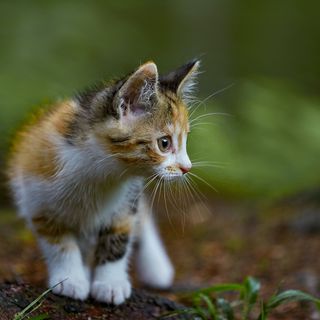 Kitten auf Waldboden.