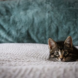 Kitten liegt auf einem Bett.