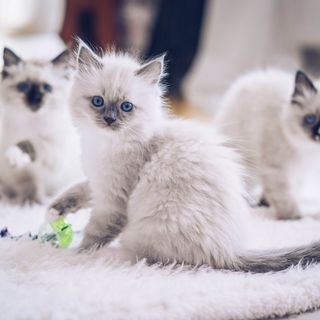 Drei Ragdoll-Kitten auf einer Decke.