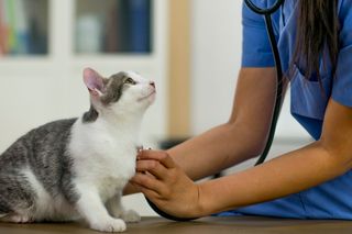 Katze beim Tierarzt