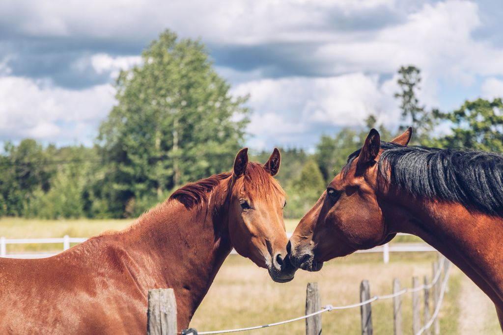 Zwei Pferde berühren sich mit den Nüstern auf der Weide