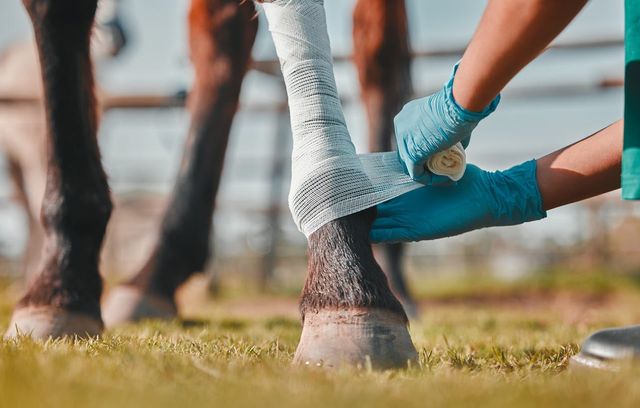 Pferdebein wird bandagiert