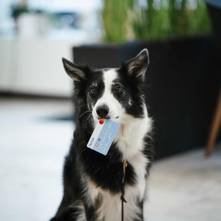 Ein Hund hält eine Karte im Maul.
