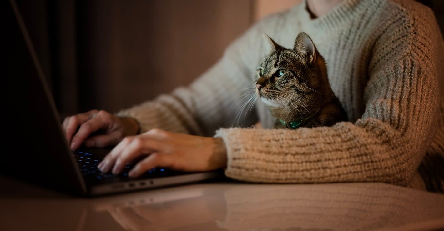Katze, die auf dem Schoß eines Menschen sitzt und auf einen Laptop schaut.