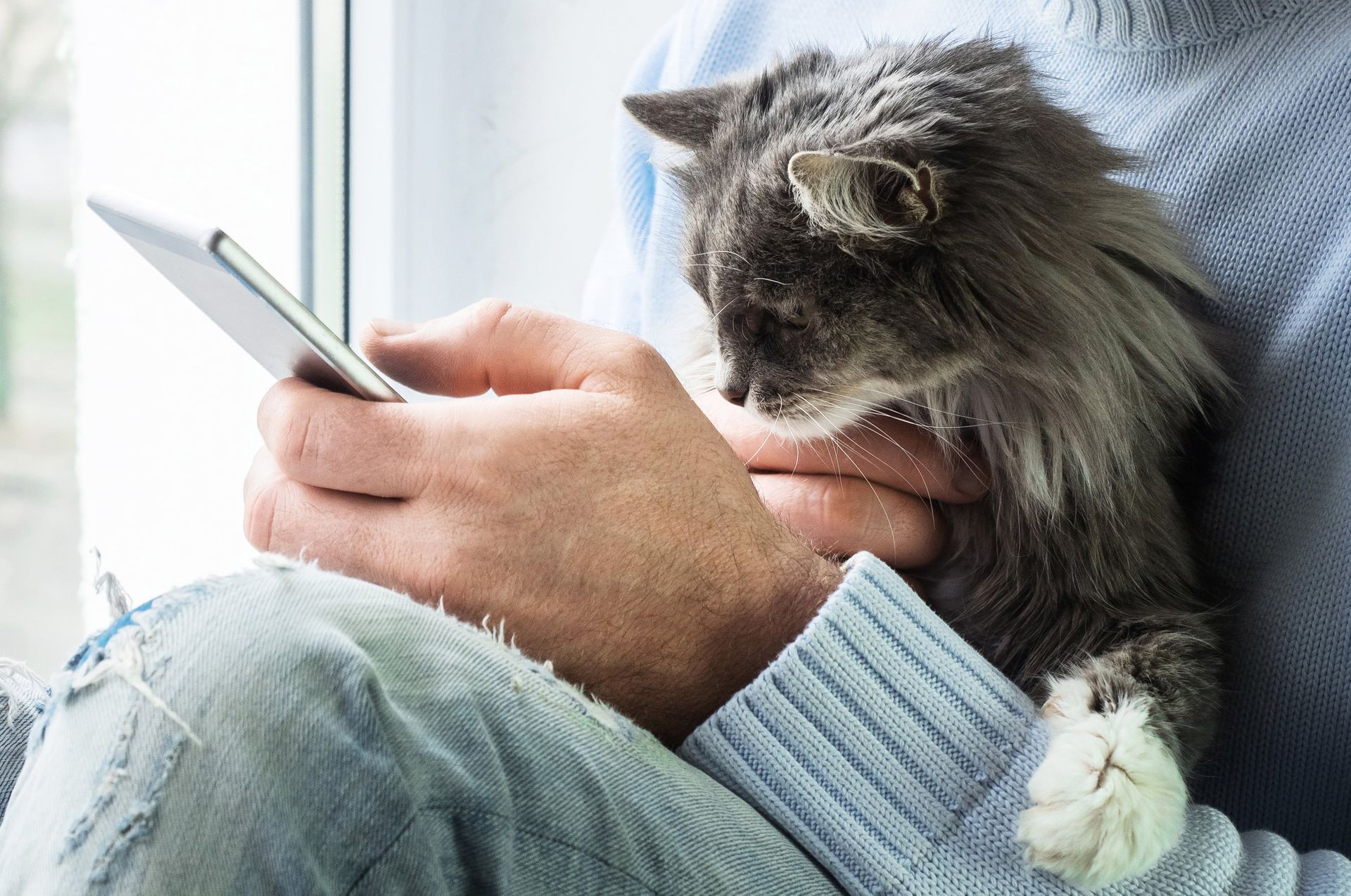 Man schaut auf das Telefon mit einer Katze auf dem Schoß