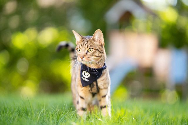 Katze mit einem Agria Cat Walk-Halstuch schleicht durchs Gras.