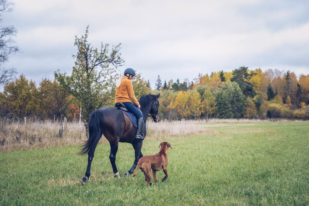 Hund läuft am Pferd mit.