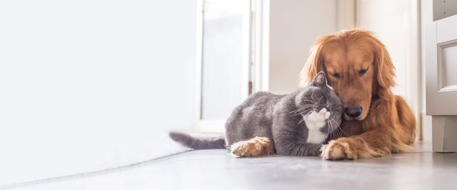 Hund und Katze liegen zusammengekuschelt auf dem Rasen.