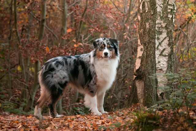 Australian Shepherd im Wald