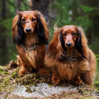 Dackel sitzen im Wald.