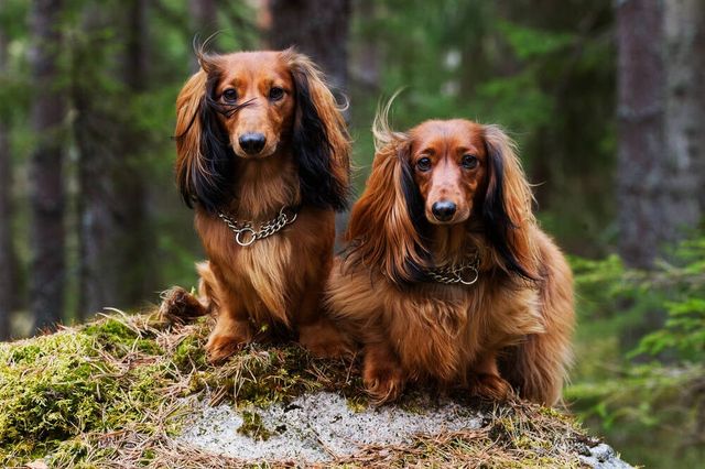 Zwei Dackel sitzen im Moos im Wald