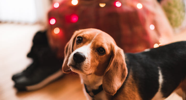 Hund vor Weihnachtsdeko