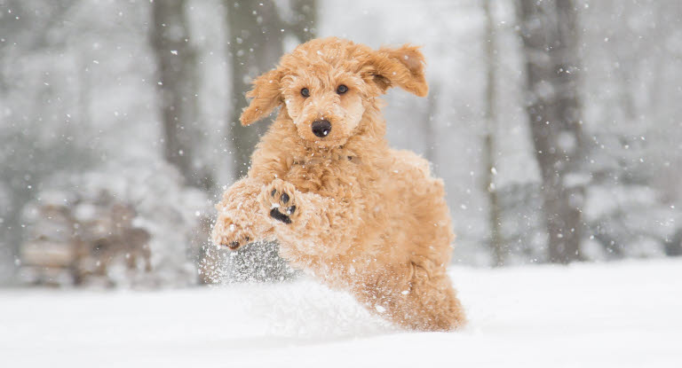 Hund spielt im Schnee