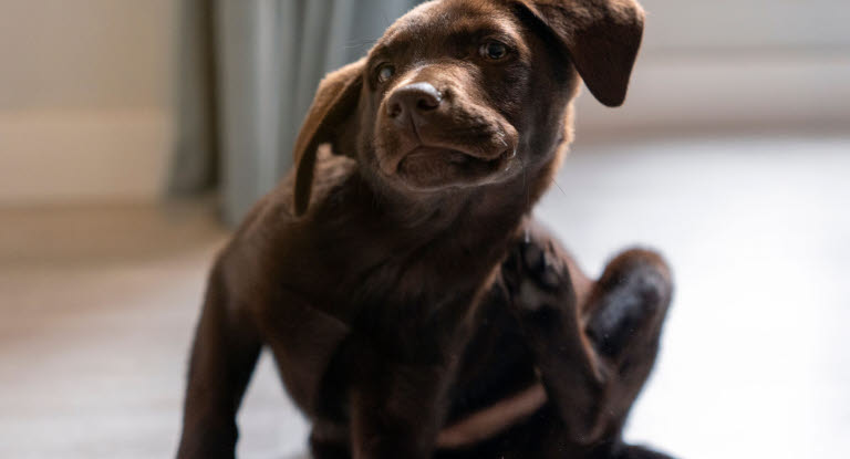 Hund sitzt auf Boden und kratzt sich