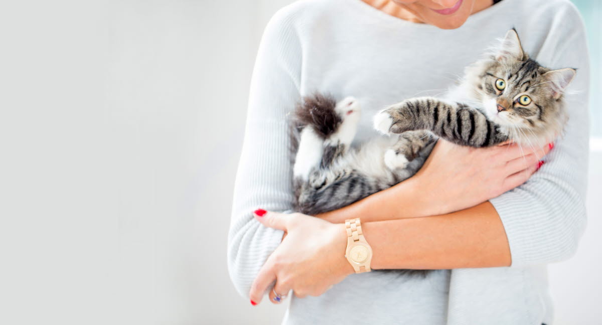 Katze Durchfall und Erbrechen Was tun? Agria Tierversicherung