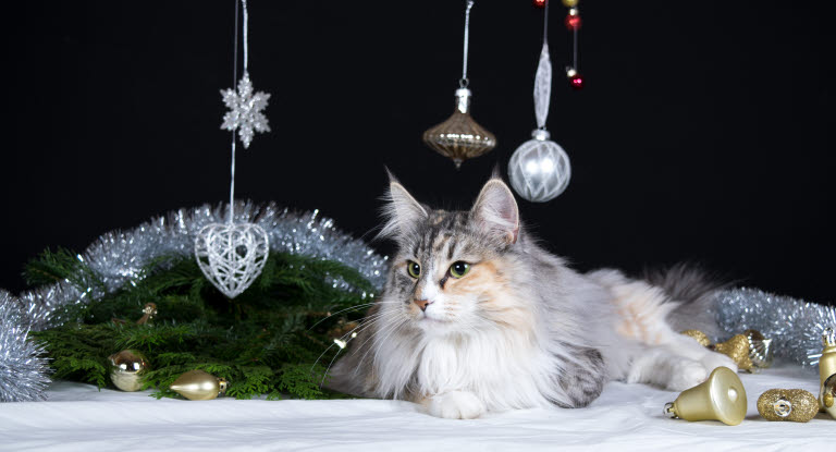 Katze mit Weihnachtsdeko
