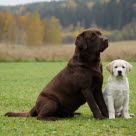 erwachsener Hund und Welpe sitzen auf einer Wiese